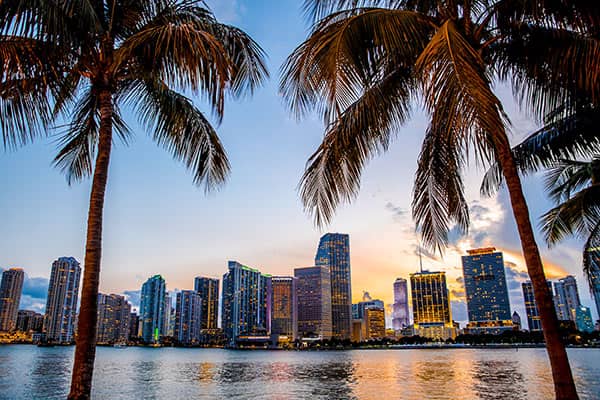 Miami Palmiers