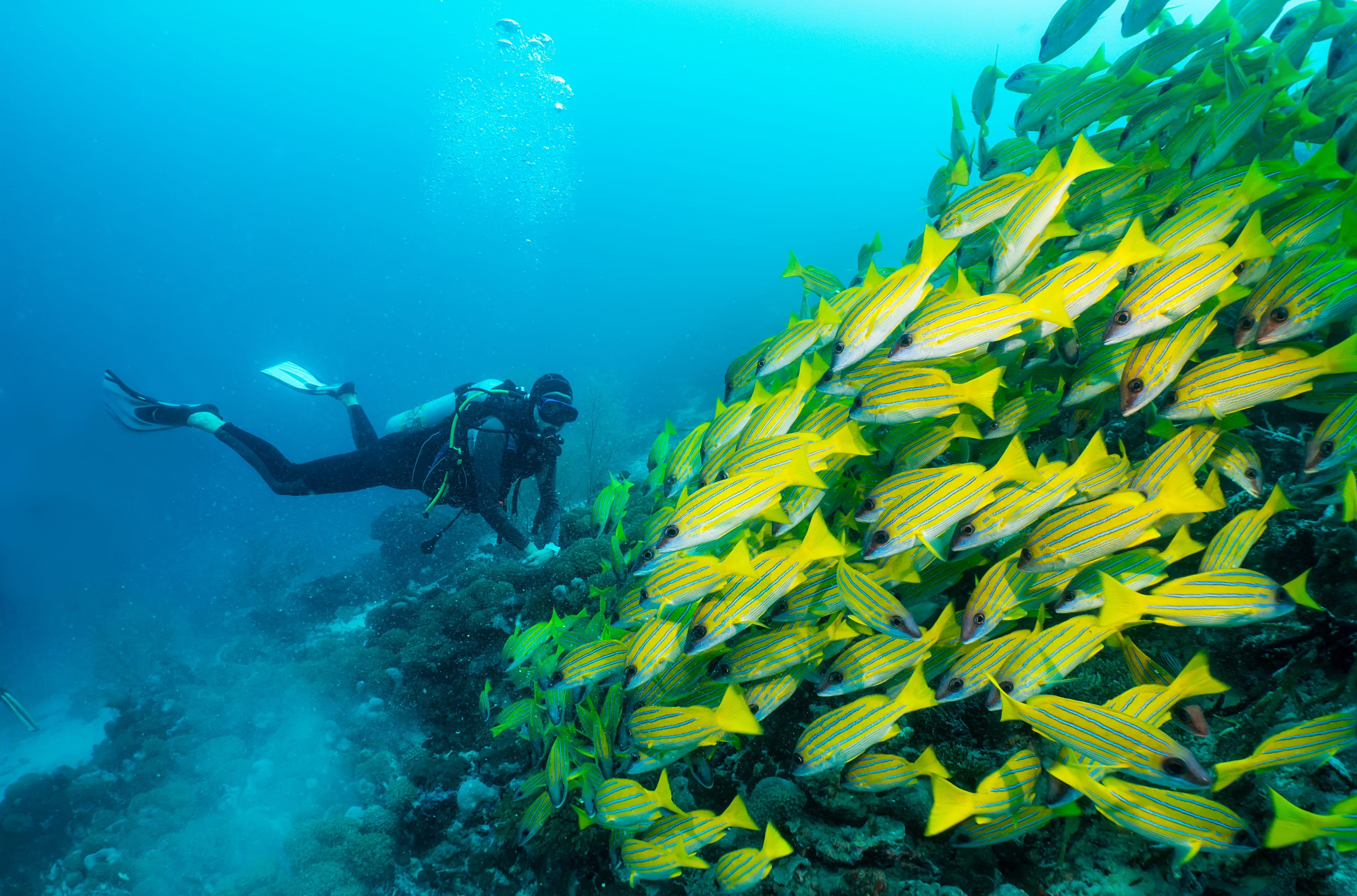 Snorkeling aux Maldives